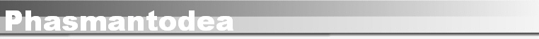 Phasmantodea