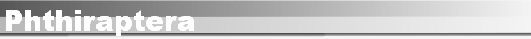 Phthiraptera