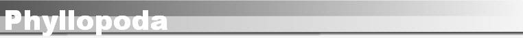 Phyllopoda