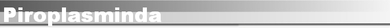 Piroplasminda