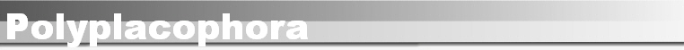 Polyplacophora