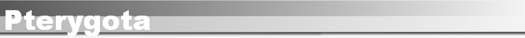 Pterygota
