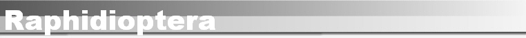 Raphidioptera
