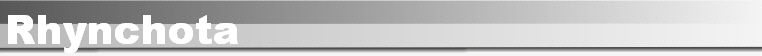 Rhynchota
