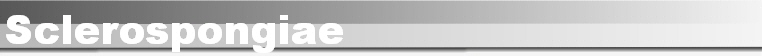 Sclerospongiae