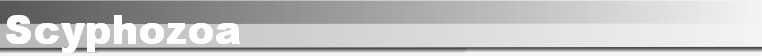 Scyphozoa