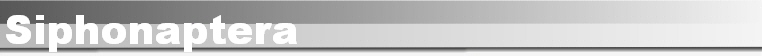 Siphonaptera