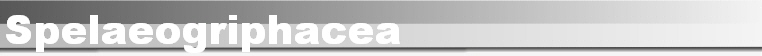 Spelaeogriphacea