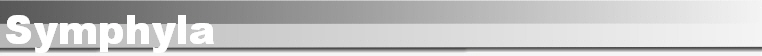 Symphyla