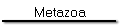 Metazoa