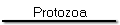 Protozoa