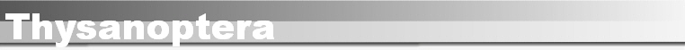 Thysanoptera