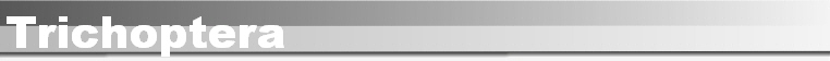 Trichoptera
