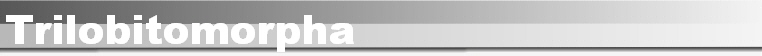 Trilobitomorpha