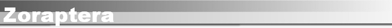 Zoraptera