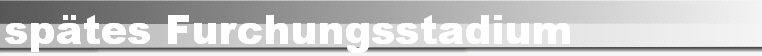 sptes Furchungsstadium